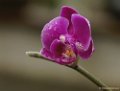 Orchideen en zo